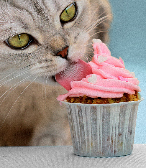 por qué los gatos no pueden comer azúcar